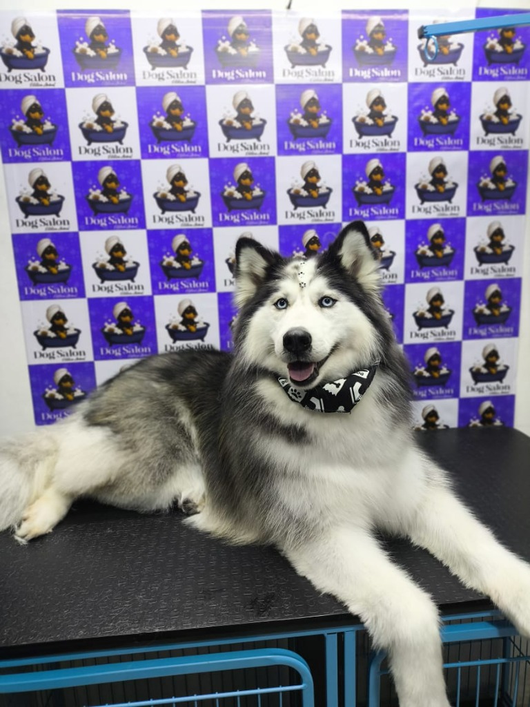 Cliente Dog Salon