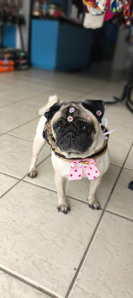 Cliente Dog Salon